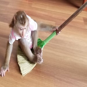 2.9M views · 4.4K reactions | The most adorable little monkey on the planet #Monkey | Daily Monkey | Facebook