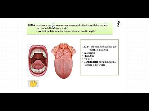 Organele de simt: limba