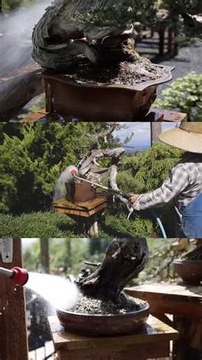 6.7K views · 142 reactions | The Art of Bonsai Watering. Watering bonsai trees might seem simple at first glance, but it comes with various nuances, especially during the summer months when your trees need extra hydration. For a mindset shift and new techniques to improve your bonsai tree care, explore our various educational resources to build your skills—link in bio. . . . . . #bonsai #bonsaiwatering #water #summerwatering #bonsaitrees #bonsaitree | Bonsai Mirai | Facebook