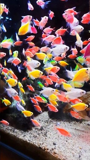 Relaxing colorful tetra fish EP 35 #tetrafish #colorfulfish #fish #aquarium #aquariumfish