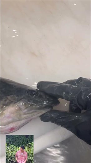 Murry Cod #fish #australia