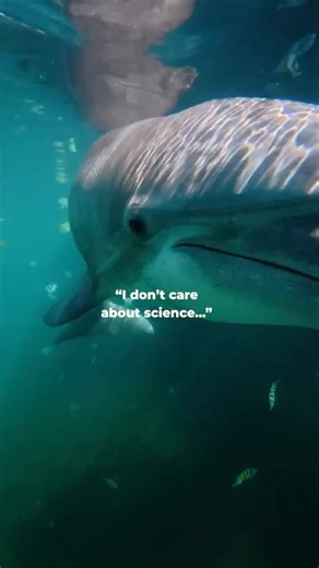 Why doesn’t the world care about science? Because through it, we’re saving wild dolphins and protecting the oceans they depend on. Without science, what happens to their future? That’s why accredited zoos and aquariums like Dolphin Quest matter more than ever. We are among the few where scientists can safely study and establish vital health baselines, data that helps detect illness, guide rescue efforts, and protect wild dolphin populations worldwide. Through over $7.7 million in funding and 230