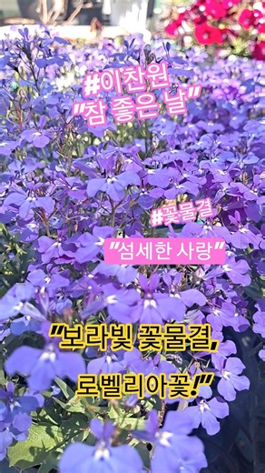🪻Lobelia🪻보라빛 꽃물결,로벨리아꽃!🪻🪻#로벨리아#healing #기분전환 #봄꽃#꽃말#gardening #garden#flowers #옥상정원#이찬원참좋은날#shorts