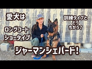 【ジャーマンシェパード】ショータイプと訓練タイプ何がちがうの？[German Shepherd]