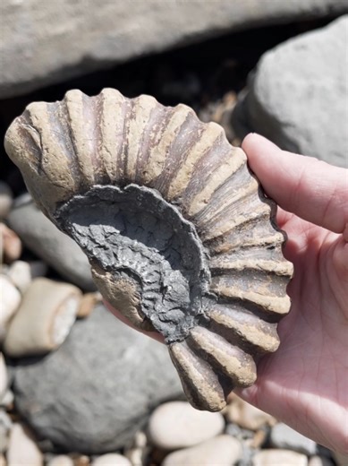 Exploring Ammonite Finds Along Dorset's Jurassic Coast