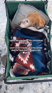 the recent snowfall here in town has been making me think of Jake and how much he loved being out in the chilly air. miss wheeling around with my little man in his little green wagon. it’s still sitting in my trunk as though i’m going to pull over any day and whip it out for him. grateful for all of the wonderful memories, but boy, does the grief ever hit sometimes! forever 18.5, my good old boy 🤍❄️🐶🌈 #seniordogs #petloss #petgrief #griefandloss #griefjourney #holidaygrief #jaketheretriever |
