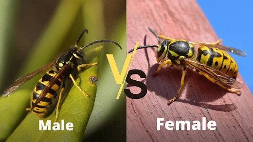 Male vs Female Wasp: What's the Difference?