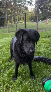 228K views · 5.3K reactions | Funny Moment 藍 #labrador #labradorretriever #labradorlove #labradoodle #laborday #labradorpuppy #labradorretrieverpuppies #funny #funnyreels #funnymoments #Amazing #beauty #beautiful #california #usa #UnitedStates #america #life | Labrador Retriever Life | Facebook