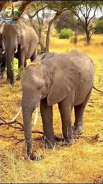 Dubai Meets Tanzania — Where Luxury Roams Wild | Go-Jetter Travel & Tours