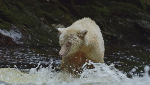 IMAX “Great Bear Rainforest”