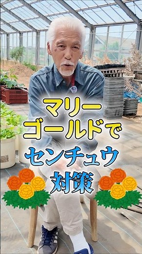 After the marigolds, plant this.