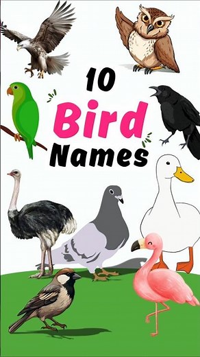 10 Birds Name in English 🐦 | Birds Pictures, Sounds & Pronunciation | Kids Learning