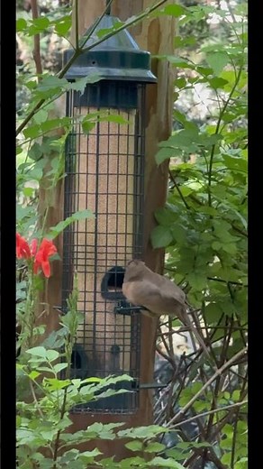Female Cardinal at Bird Feeder #birdwatching