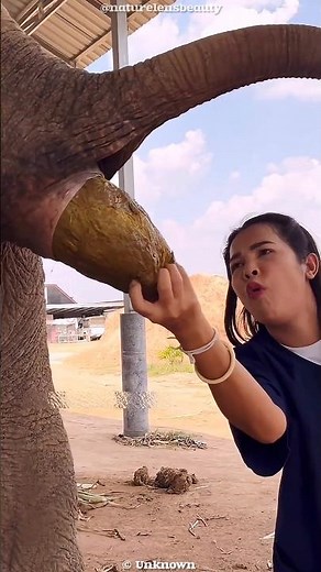 Elephant Dung Uses You Won’t Believe And Why Kenya Burns Ivory!