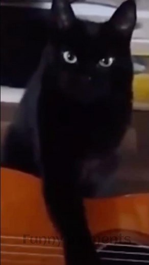 Ultimate Funny Cats Compilation 2026 😹 #8