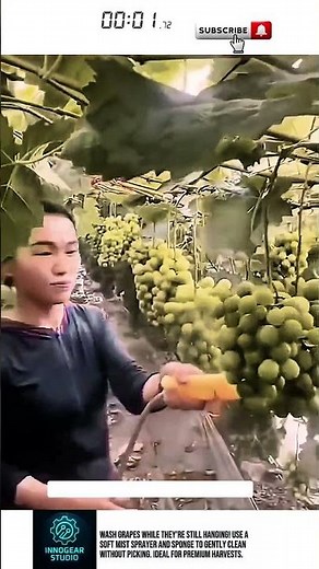 Grape Washing Tool – Clean on the Vine!