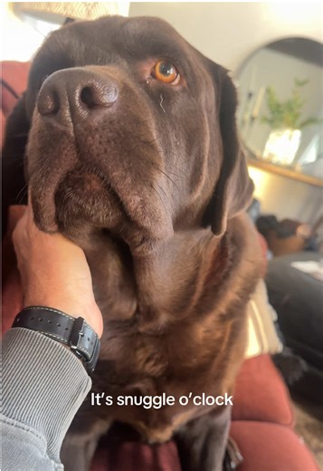 Snuggle Time with a Chocolate Lab: The Perfect Companion