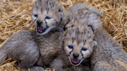 Cute rare cheetah cubs born at UK zoo as experts warn endangered species at risk
