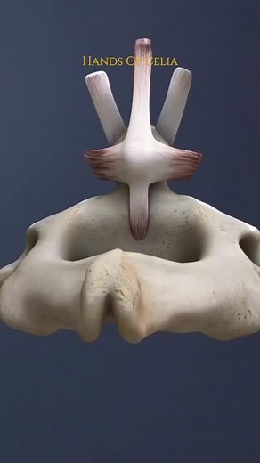 3 comments |  Struggling with neck pain, headaches, or nerve issues?...