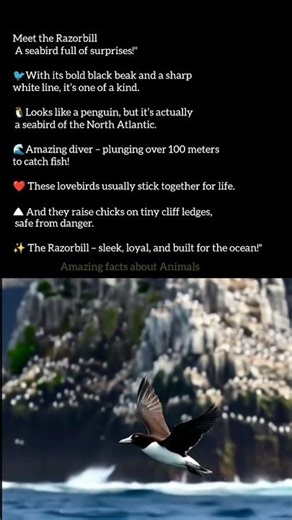 Do you know Razorbill The Penguin Lookalike!" #shorts #shortvideo #shortsfeed #shortreel