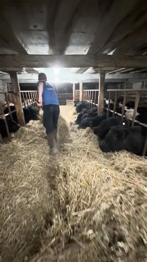 Feeding our Little Belted Galloway Herd #farming