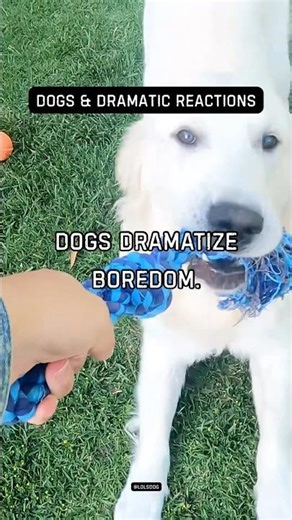 Dogs dramatize boredom. Stimulation is essential.