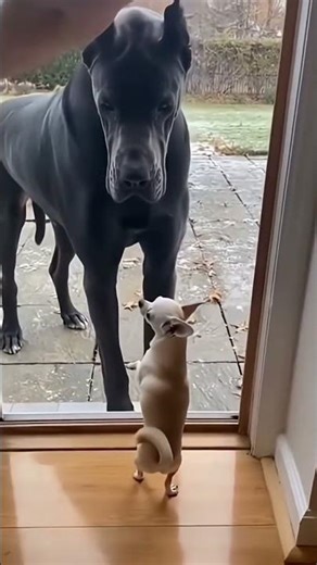 Brazil Dog Dance Vs India Dog Dance😂😂 #shorts​ #trending​ #video​ #viral​