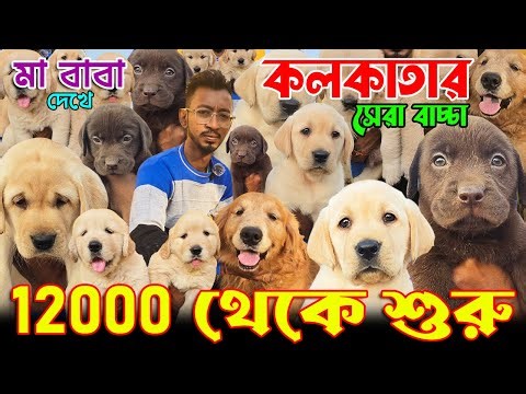 Best Golden Retriever Kennel in Kolkata । Import Quality Kci Registered । Dog Market in Kolkata