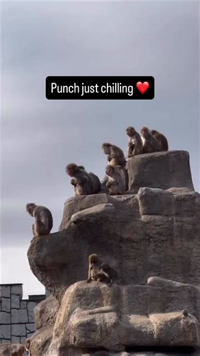 🐒 real Sad Story of Punch 👇 In July 2025, a baby monkey named Punch was born at the Ichikawa Zoo in Japan. Immediately after his birth, his mother abandoned him, leaving him completely alone. Zookeepers had to intervene to save his life, taking over the roles of feeding, protecting, and raising him.. 🐒, The Orange Doll: The