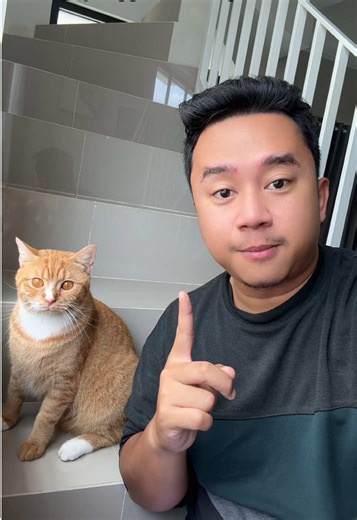 Kucing Persia Medium vs Kucing Anggora: Pilih Mana?