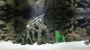 Platinum Alligator Gar Feeding Feeding 52 cm White Snow Atractosteus spatula - Pellets - Smelts - Shrimps http://www.numa.sk/en/articles/detail/snow-alligator-gar © Záhradné jazierka NUMA | For The Love of Fish