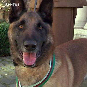 10K views · 969 reactions | A British military dog has been awarded...