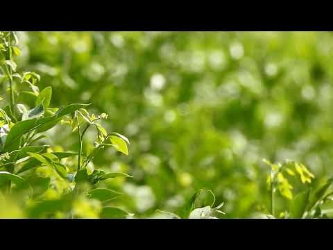 Nature Plants Leaves Background Title Video| Free Footage!