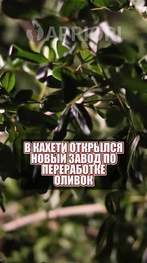 В Кахети открылся новый завод по переработке оливок | Apriori