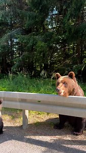 Quick, act cute. Will they give us treats? That’s the silent choreography learned by a mother bear and her two cubs, standing where the forest fractures into tarmac. Tiny paws shifting nervously on gravel, eyes wide like children rehearsing a trick for strangers. This time they receive apples, crimson offerings hurled from rolled-down windows, and for a fleeting instant it feels like kindness. But peel away the sweetness and what lingers is sorrow: a family of wild creatures reduced to beggars a