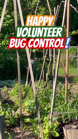 Birds Love Bugs! Do This to Attract Nature’s Bug Control to Your Food Forest Garden!