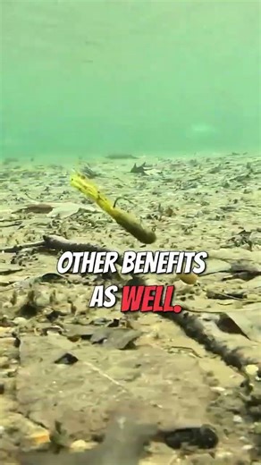 This Soft Plastic Triggers Bass Every Time 🎣 #fishing #bassfishing #shorts