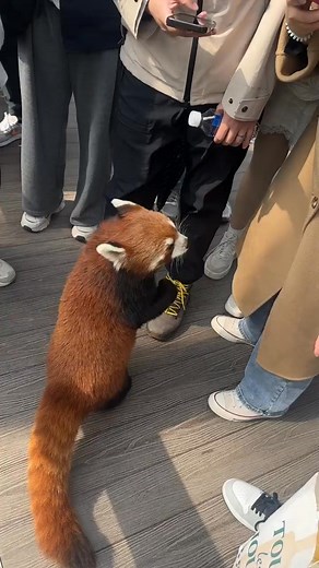 Red Panda Panda wants a hug and some food! 輸 #PetMe #RedPanda | Pet Hilarity | Facebook