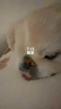 犬飼いの1日。#vlog