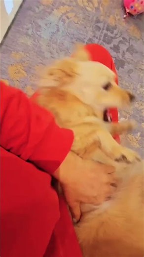 True Love 💕 #shorts