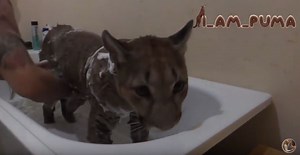 How to Wash A Cougar