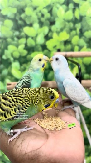 Tamed budgies enjoying fev foods #rbnbirds