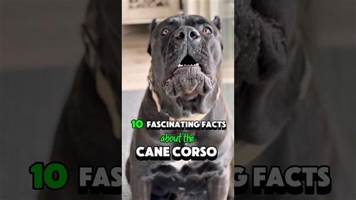 10 fascinating facts about the powerful Cane Corso dog breed
