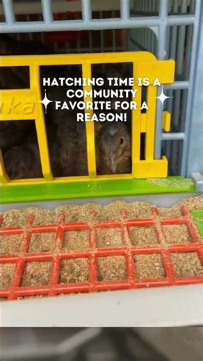 Stack Breeding Cage for Quail!