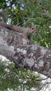 Squirrel barking #funnyanimals #everyone #petcare #petlovers #squirrel #Amazing #cuteanimals #pet | Squirrel Whisperer