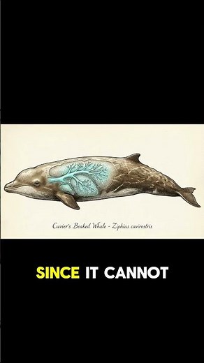 How This Whale Transforms Its Body into a Gia