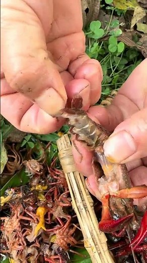 Teach you how to clean crayfish quickly. Clean crayfish. Crayfish. Rural Areas and Rural Food. T