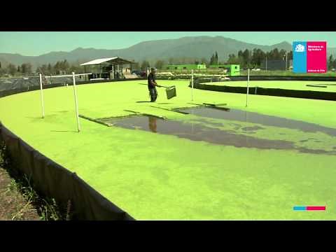 PetroAlgae - producción de Lemna para alimentación animal