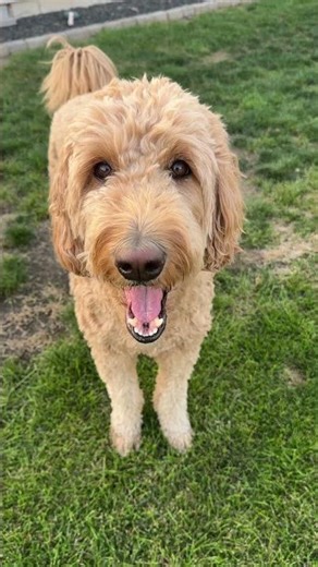3yo Groodle: nothin’ to do. 🐾 #goldendoodle