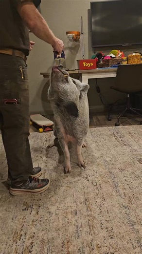 Howdy everyone I am jonny Ringo a rescue pig now trick star! | Top Hogs